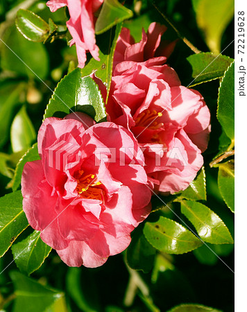 美しいサザンカ（山茶花）(自然質感) 72219628