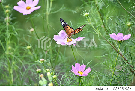 コスモスに止まるツマグロヒョウモン コスモスに止まるツマグロヒョウモン 72219827