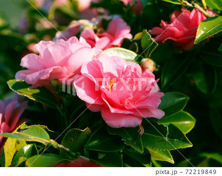 美しいサザンカ(山茶花)(自然質感) 美しいサザンカ(山茶花)(自然質感) 72219849