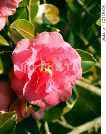 美しいサザンカ(山茶花)(自然質感) 美しいサザンカ(山茶花)(自然質感) 72219850