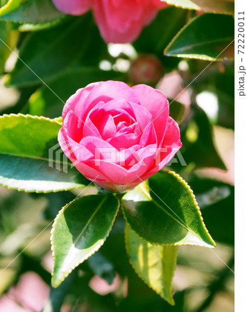 美しいサザンカ(山茶花)(自然質感) 美しいサザンカ(山茶花)(自然質感) 72220011