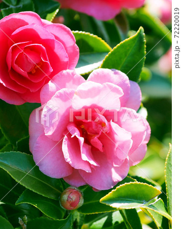 美しいサザンカ(山茶花)(自然質感) 美しいサザンカ(山茶花)(自然質感) 72220019