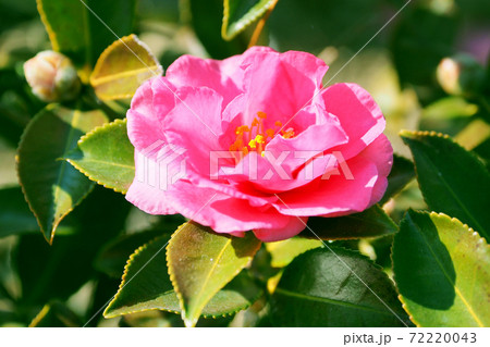 美しいサザンカ（山茶花）(自然質感) 72220043