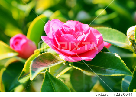 美しいサザンカ（山茶花）(自然質感) 72220044