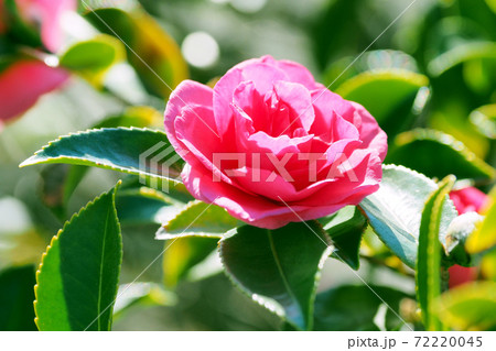 美しいサザンカ(山茶花)(自然質感) 美しいサザンカ(山茶花)(自然質感) 72220045