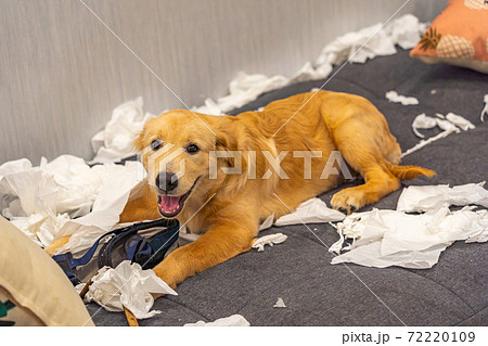 Mischief golden retriever playing with toilet papers on sofa bed Mischief golden retriever playing with toilet papers on sofa bed 72220109