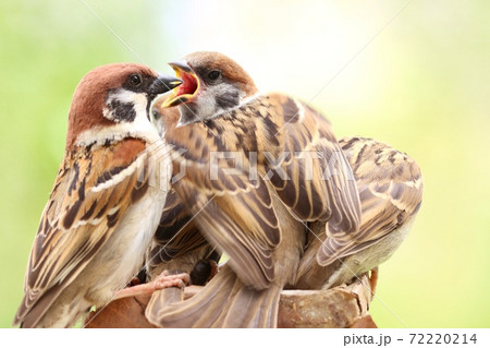 スズメの巣立ち雛3羽と、餌を与える親鳥　雑木林背景 72220214