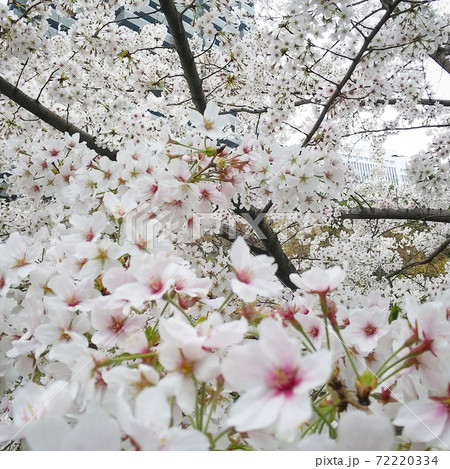 視界いっぱいに広がる桜 視界いっぱいに広がる桜 72220334
