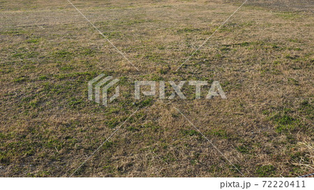 荒地 草原 野原 雑草 土地 荒地 草原 野原 雑草 土地 72220411