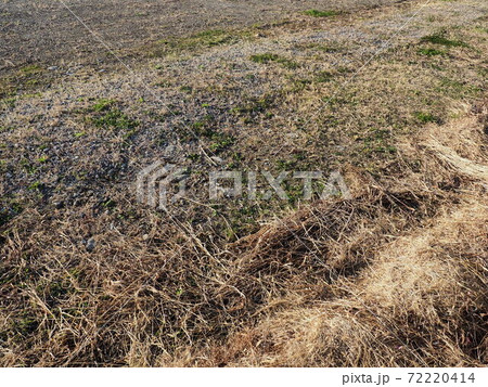 荒地 草原 野原 雑草 土地 荒地 草原 野原 雑草 土地 72220414