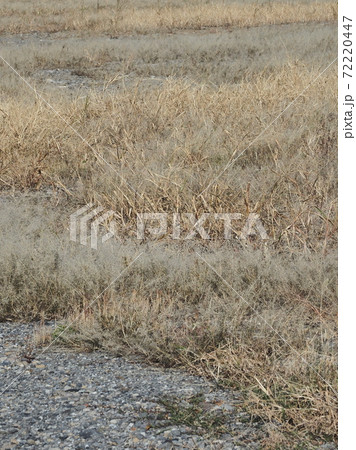 荒地　草原　野原　雑草　土地 72220447