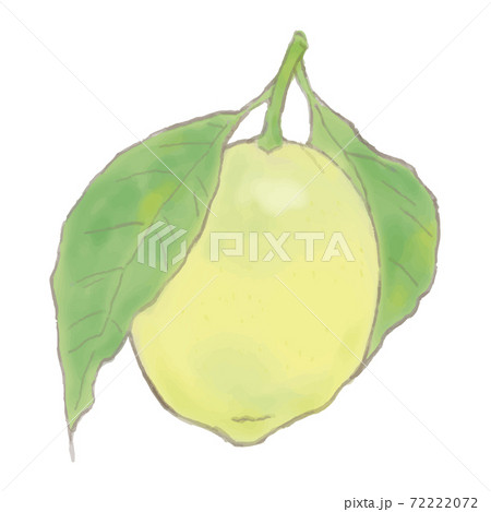 水彩風レモンのイラスト 72222072