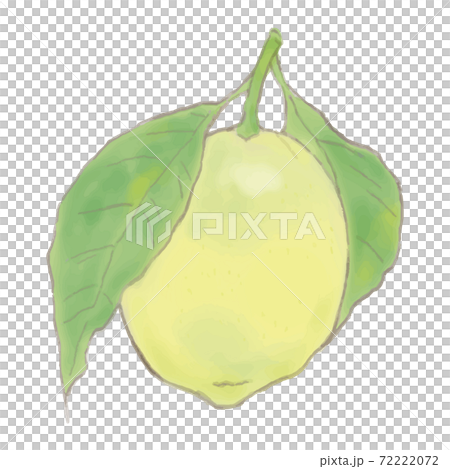 水彩風レモンのイラスト 72222072