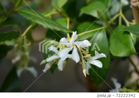 Star jasmine Star jasmine 72222342