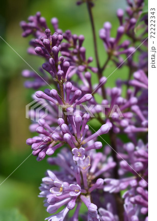 Lilac Minuet 72222343