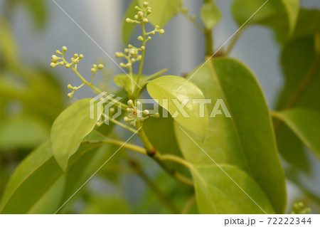 Camphor tree Camphor tree 72222344