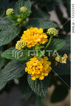 Shrub verbena Green Gold Shrub verbena Green Gold 72222345