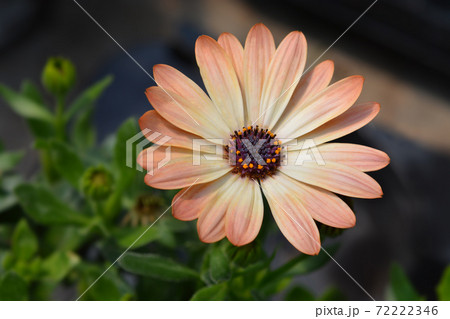 African daisy Tradewinds Cinnamon African daisy Tradewinds Cinnamon 72222346