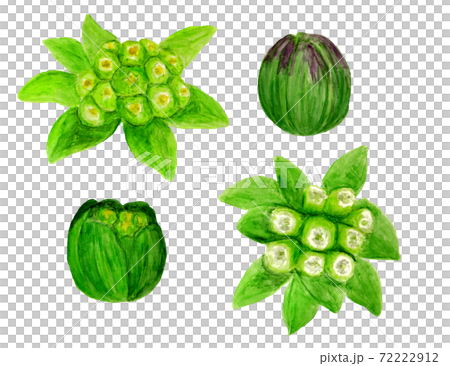 フキノトウの水彩イラスト 72222912