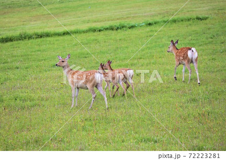 北海道の野生のシカ 72223281