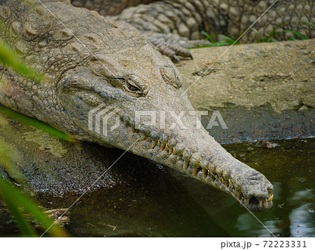アリゲーター アリゲーター 72223331