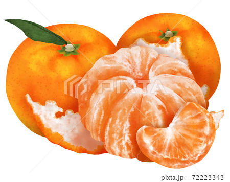 みかん 柑橘類 果物 イラストのイラスト素材