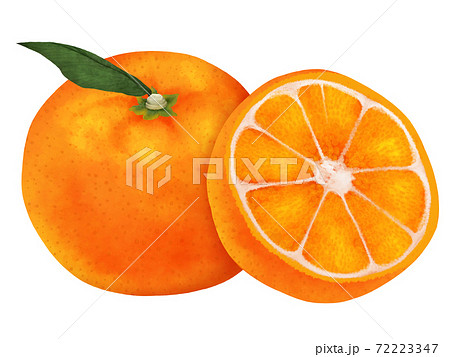 みかん 柑橘類 果物 イラストのイラスト素材