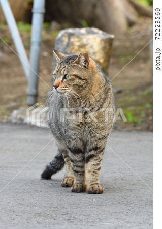 パトロールする猫 パトロールする猫 72223569