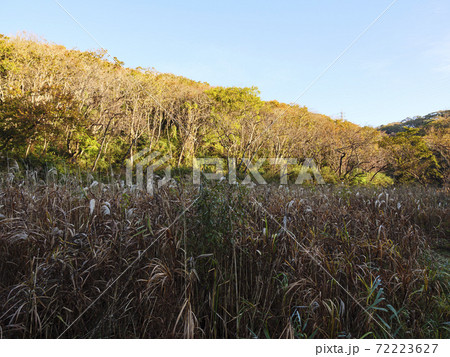 湘南三浦半島神奈川県三浦市小網代の森の冬 72223627