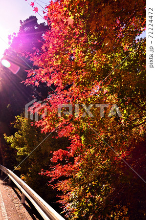 埼玉県本庄市　間瀬峠の紅葉 72224472