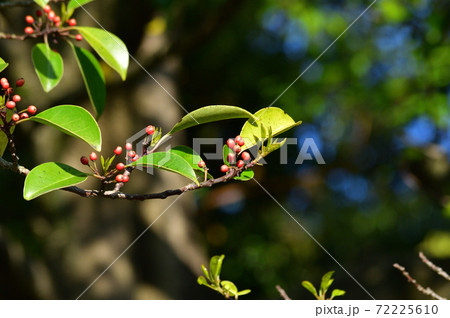 赤い実を付けている樹木の梢を春に撮影した写真の写真素材