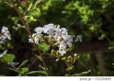 白いサルスベリの花(百日紅) 白いサルスベリの花(百日紅) 72226895