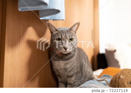 猫 ネコ ねこ キジトラ 白 グレー 子猫 雌 メス 雌ねこ 雌ネコ 雌猫 元気 かわいい 癒し 72227119