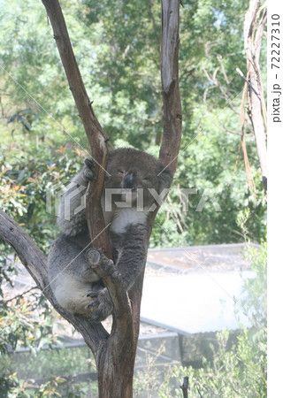 コアラ 熱い コアラ 熱い 72227310