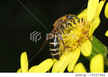 ツワブキの花とキンケハラナガツチバチ ツワブキの花とキンケハラナガツチバチ 72227482