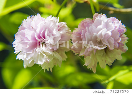 満開の剣折戸菊桜 満開の剣折戸菊桜 72227570