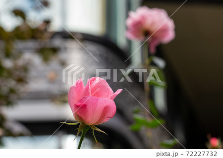 冬の植物リーズ 72227732