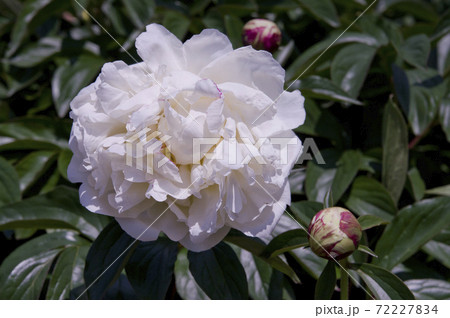 White peony flowers are in bloom in the peony - Stock
