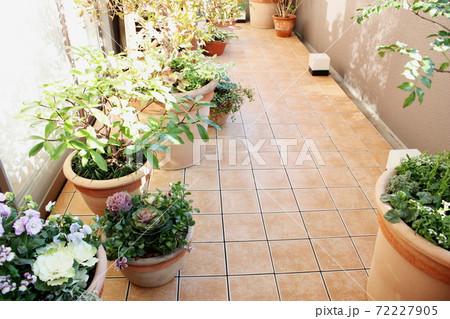 ガーデニングの植え込み ガーデニングの植え込み 72227905