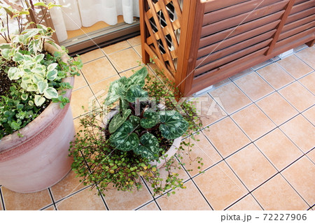ガーデニングの植え込み ガーデニングの植え込み 72227906