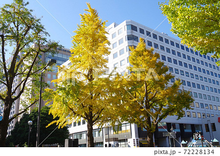 横浜山下公園通りの銀杏並木の景色の写真素材