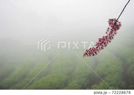 Beautiful cherry flowers bloom in tea hill in Sapa, Vietnam 72228678