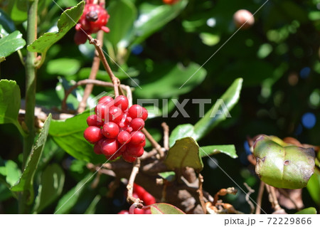 サネカズラ サネカズラ 72229866