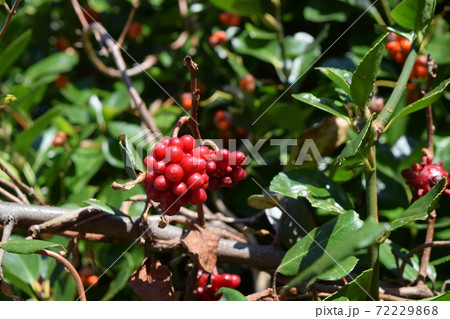 サネカズラ 72229868