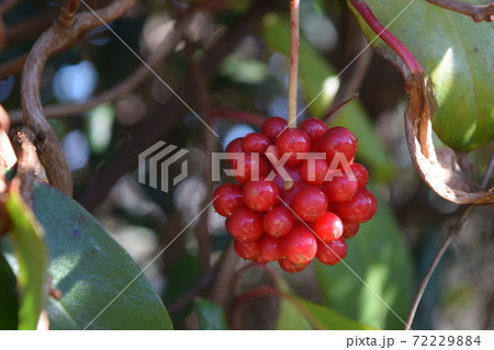 サネカズラ サネカズラ 72229884