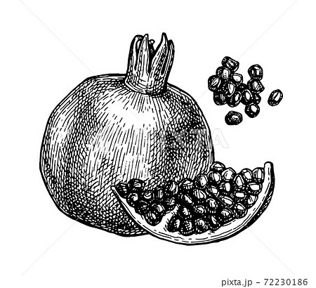 Ink sketch of pomegranate. Ink sketch of pomegranate. 72230186