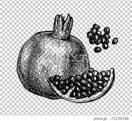 Ink sketch of pomegranate. Ink sketch of pomegranate. 72230186