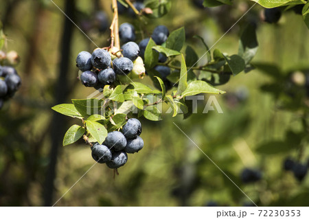 Fresh tasty bilberry fruit on plant 72230353