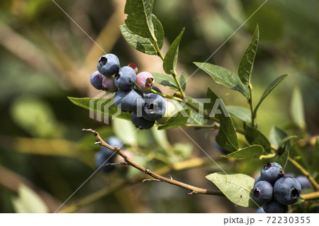 Fresh tasty bilberry fruit on plant Fresh tasty bilberry fruit on plant 72230355
