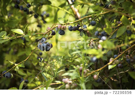 Fresh tasty bilberry fruit on plant 72230356